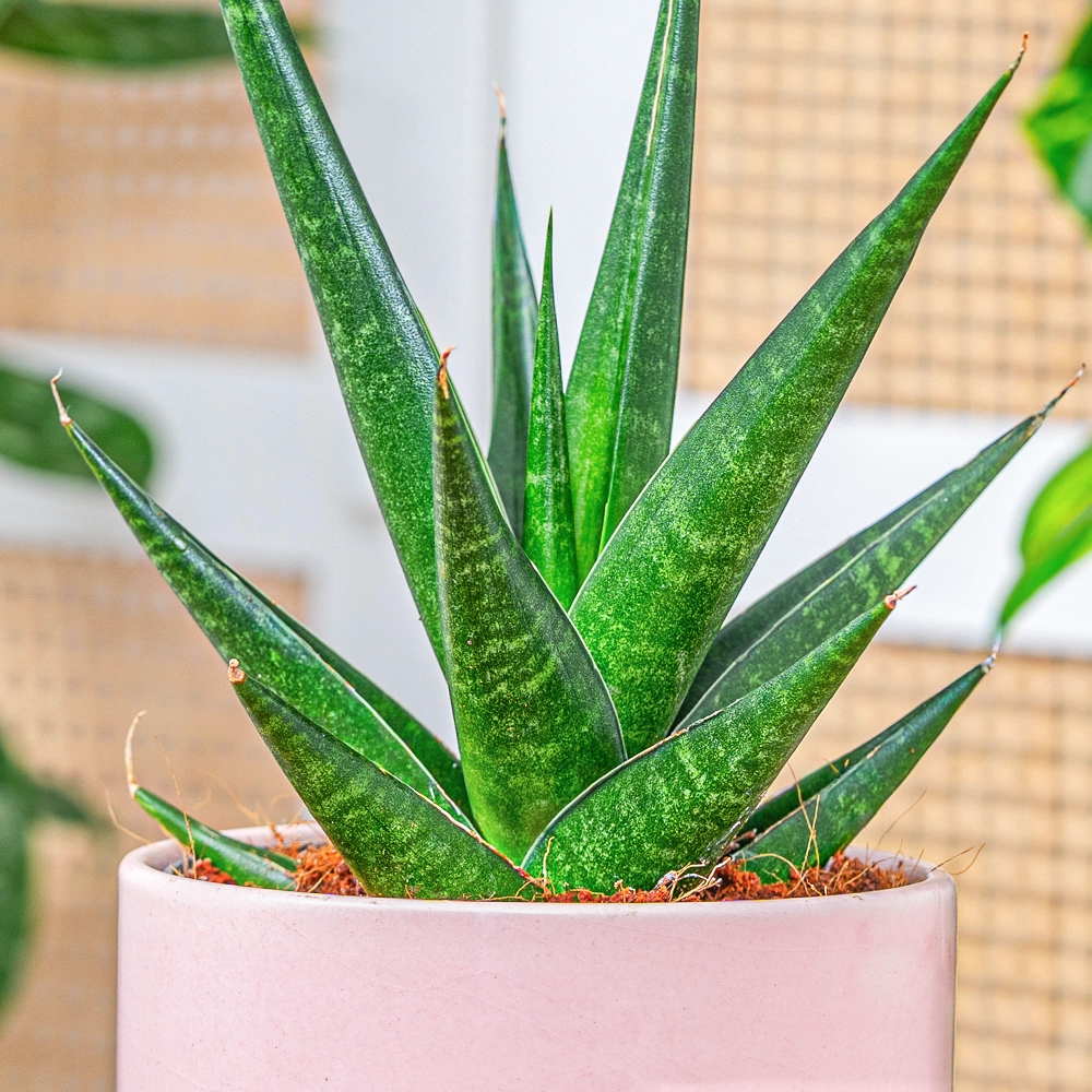 Sansevieria 'Dark Lady' ~ 30cm