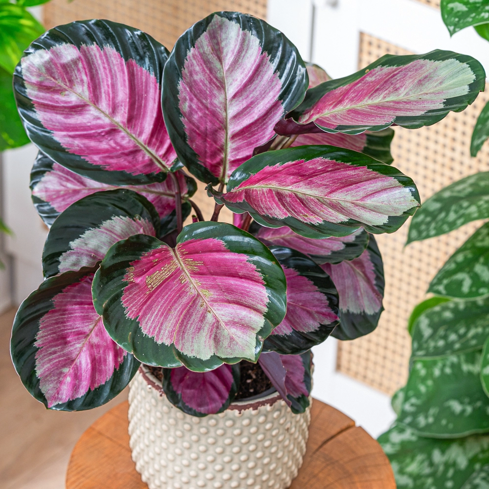 Calathea roseopicta 'Rosey' ~ 25cm - Sklep z rolinami CocaFlora