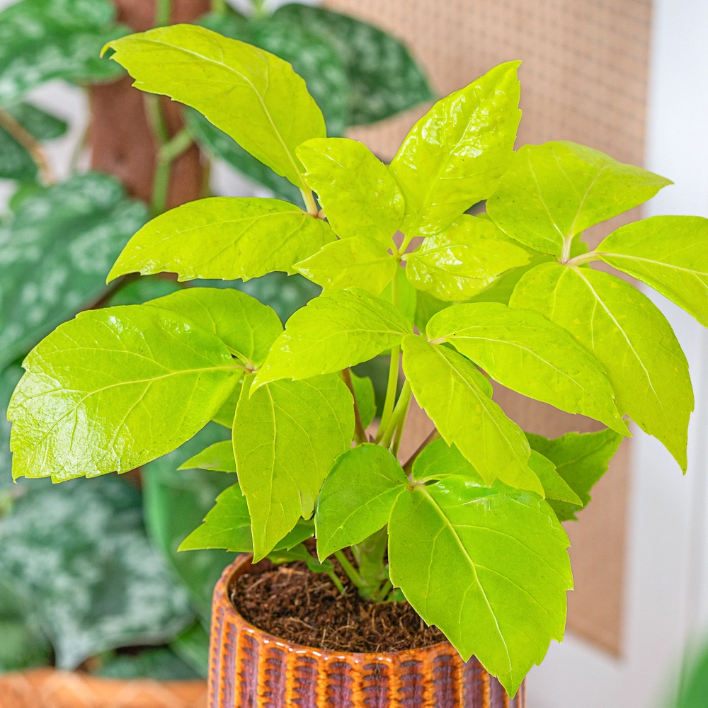 Schefflera actinophylla 'Golden Amate' ~ 30cm