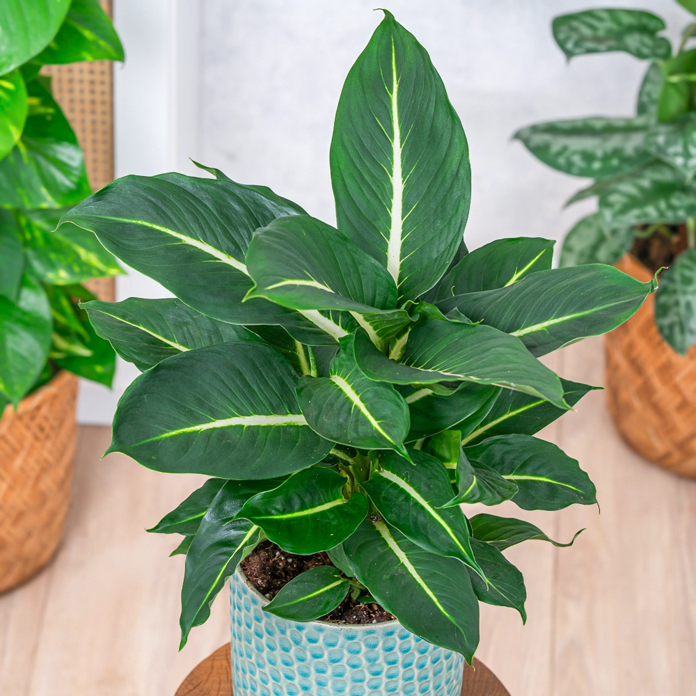 Dieffenbachia 'Green Magic' ~ 50cm