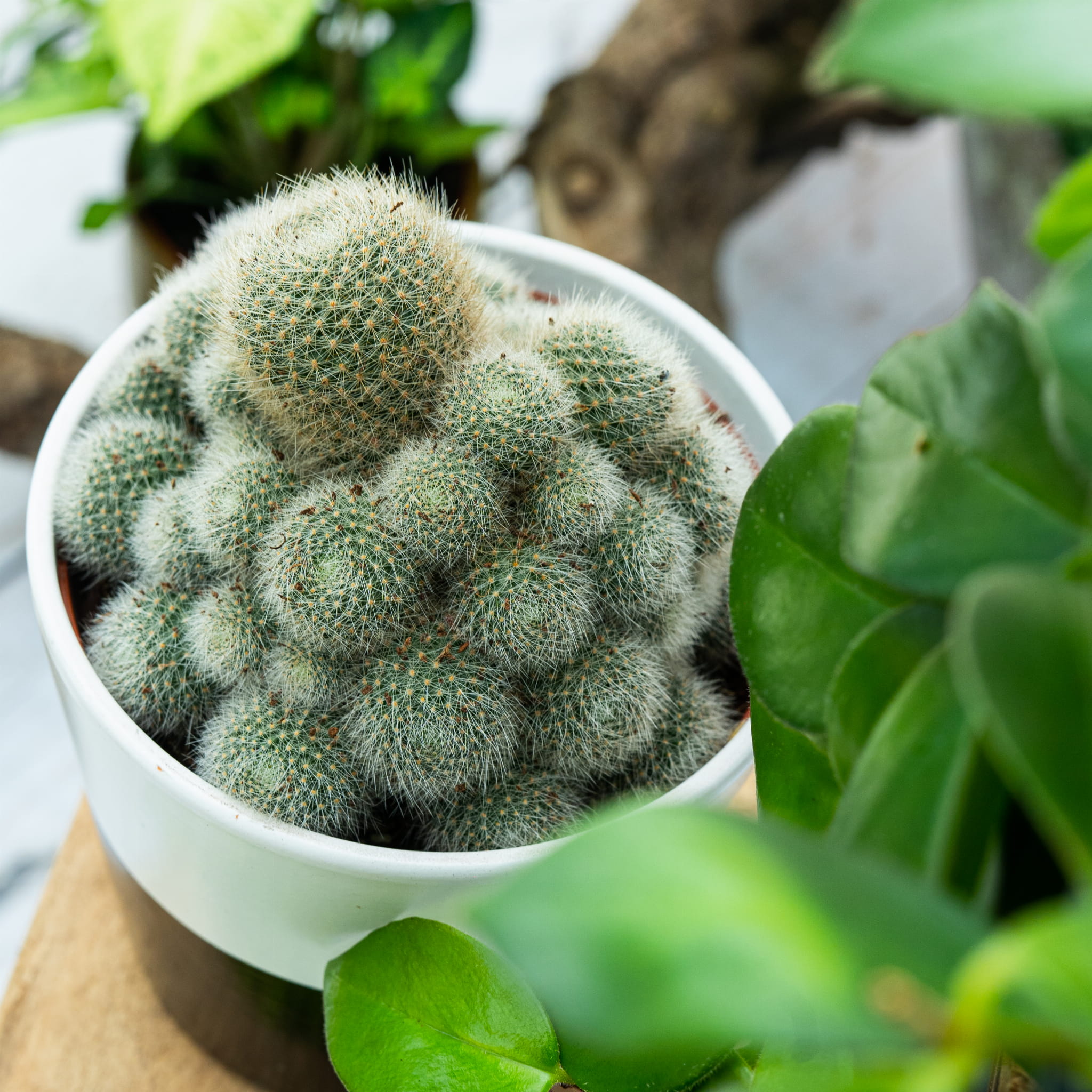 Rebutia perplexa ~ 12cm - Sklep z rolinami CocaFlora