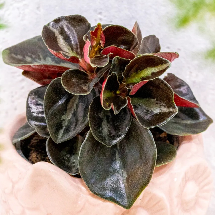 Peperomia 'Colombiana' ~ 10cm