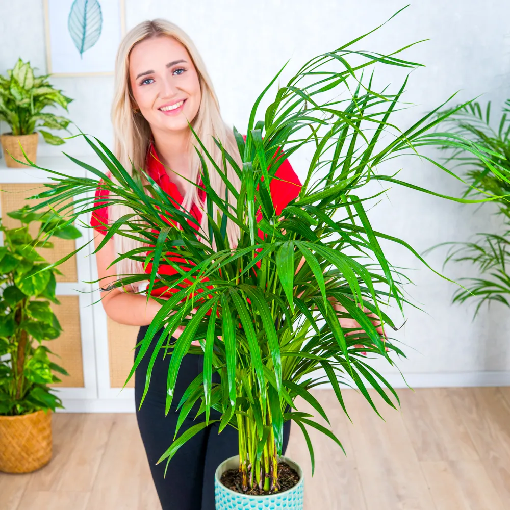 Areca 'Dypsis lutescens' ~ 80cm