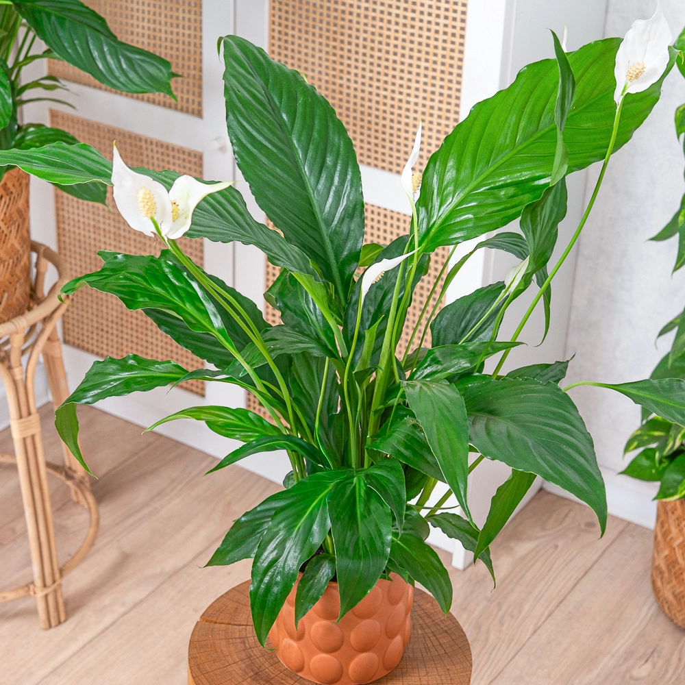 Spathiphyllum 'Sweet Chico' ~ 60cm