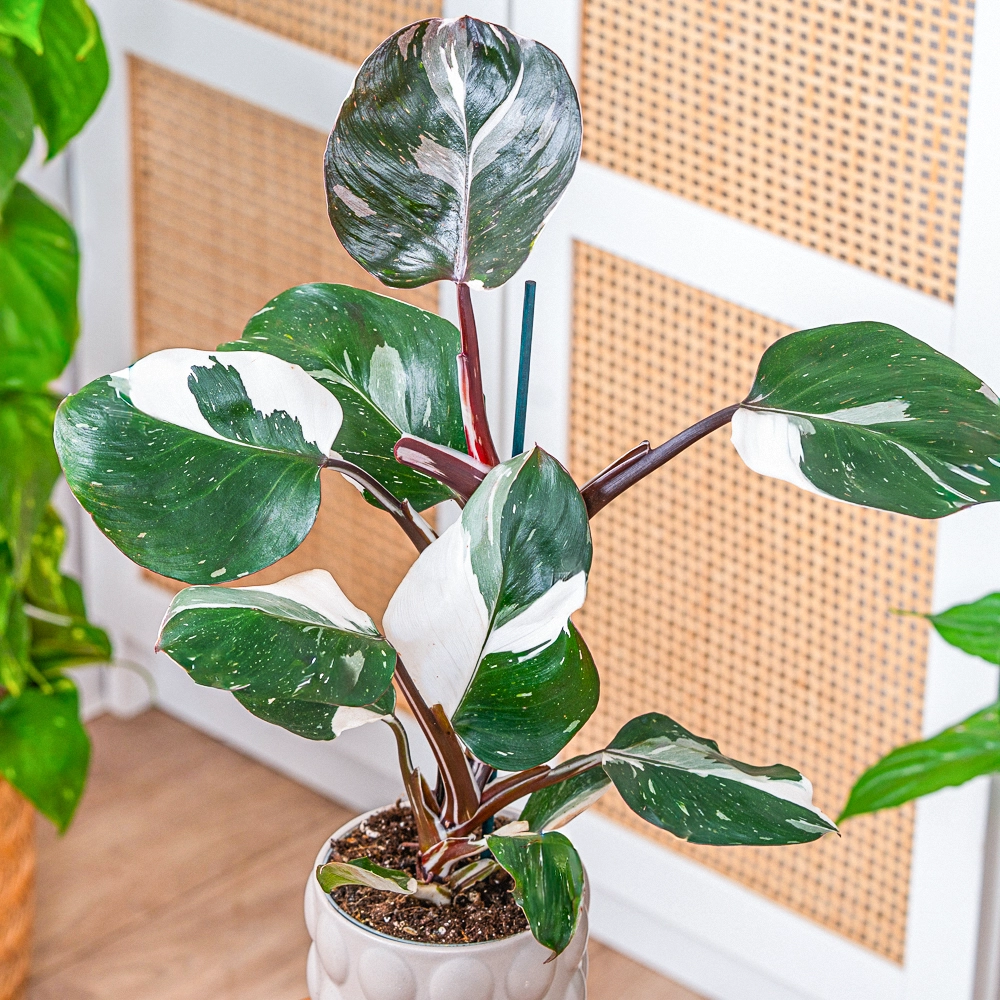 Philodendron 'White Knight' ~ 30cm - Sklep z rolinami CocaFlora