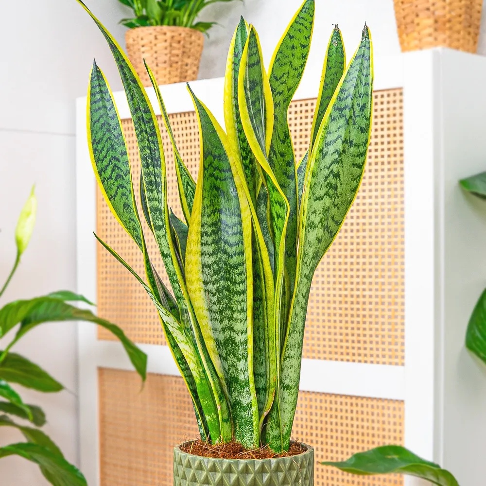 Sansevieria 'Laurentii' ~ 50cm