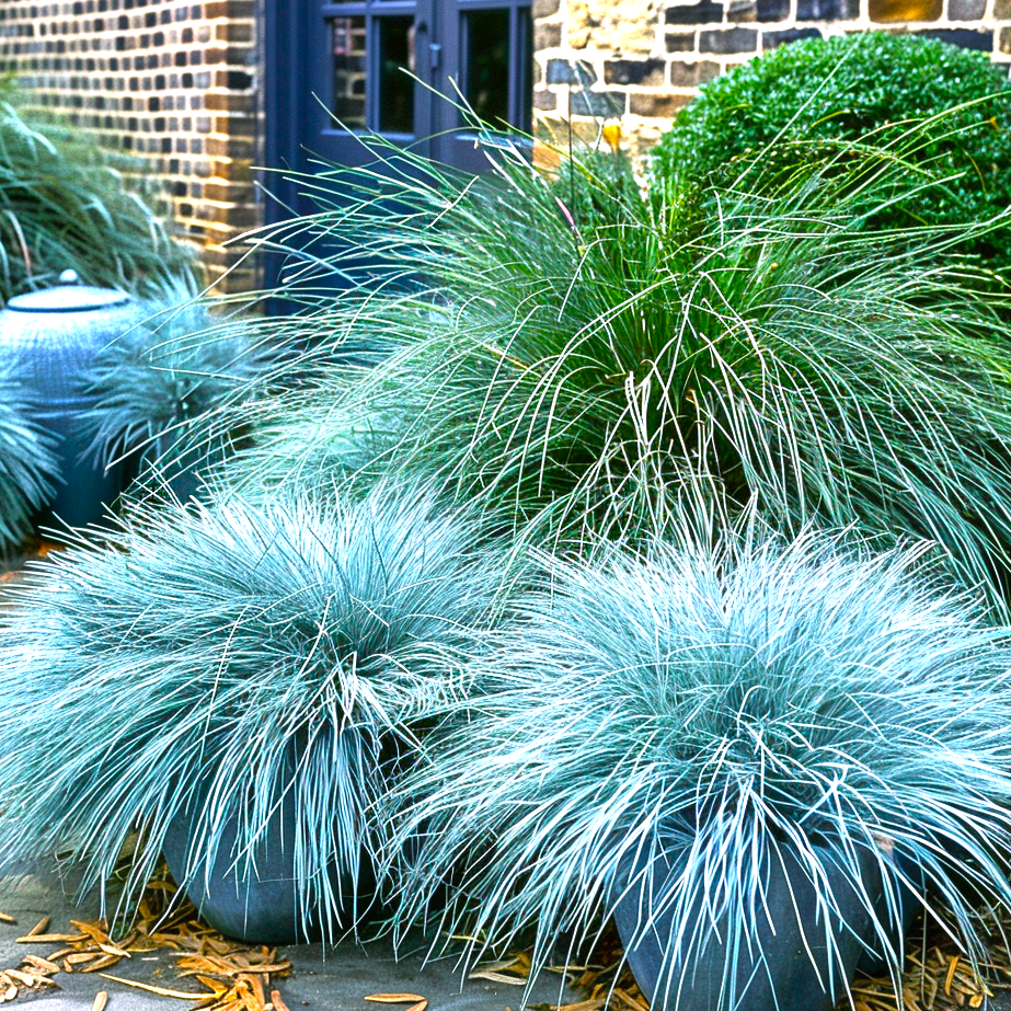 Festuca 'Elijah Blue' - kostrzewa sina ~ 25cm