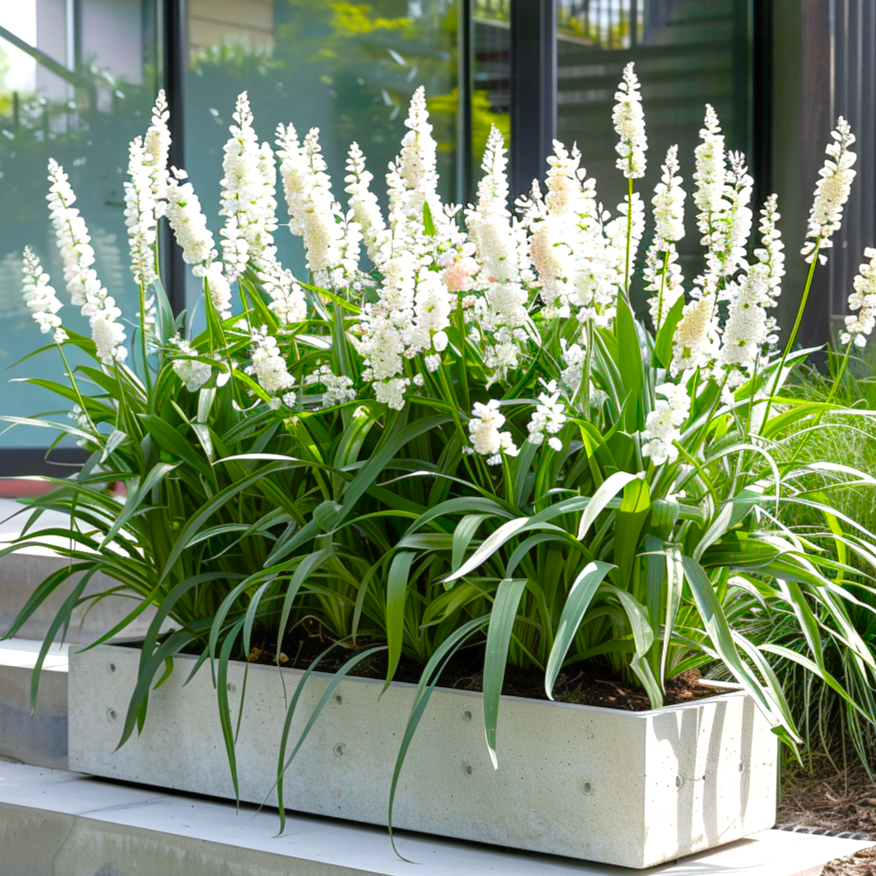Liriope 'Monroe White' - lilia trawiasta ~ 50cm