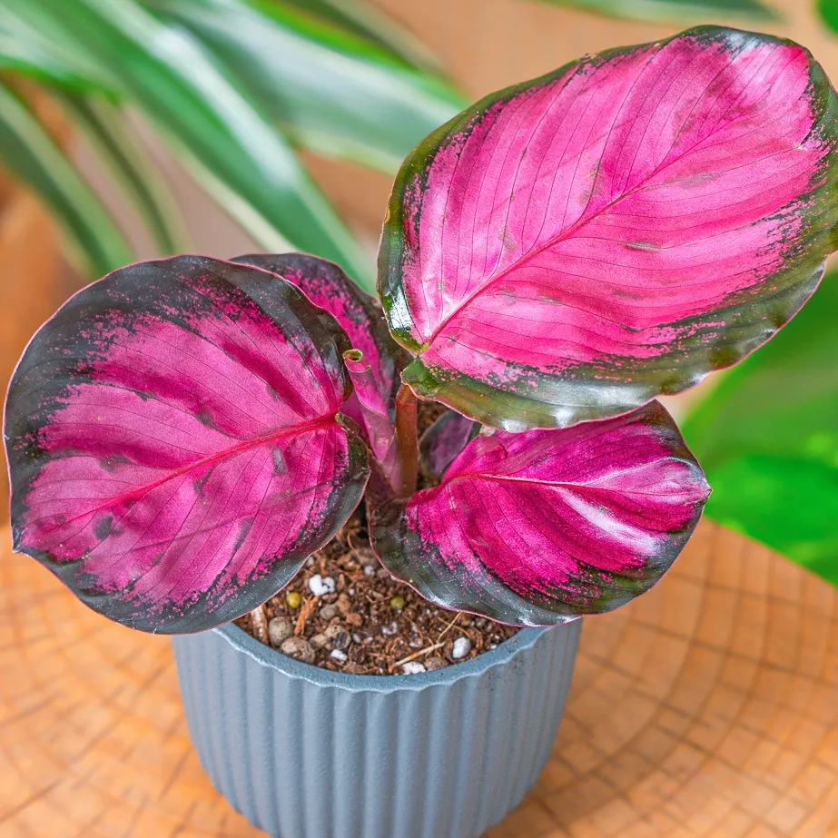 Calathea 'Mystery Red' ~ 12cm - Sklep z rolinami CocaFlora