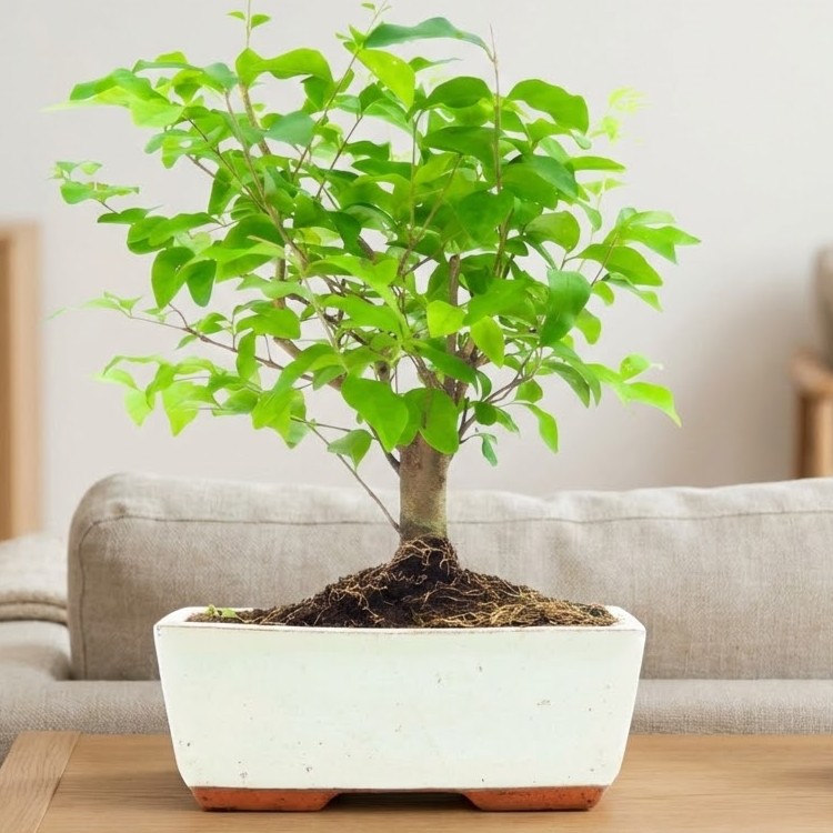 eisendünger bonsai Bonsaidünger - Mineralischer NPK Flüssigdünger mit Stickstoff main image 1