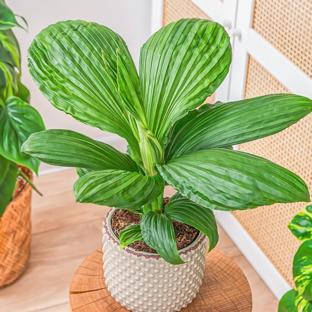 Carludovica Palmata 'Jungle Drum' ~ 45cm