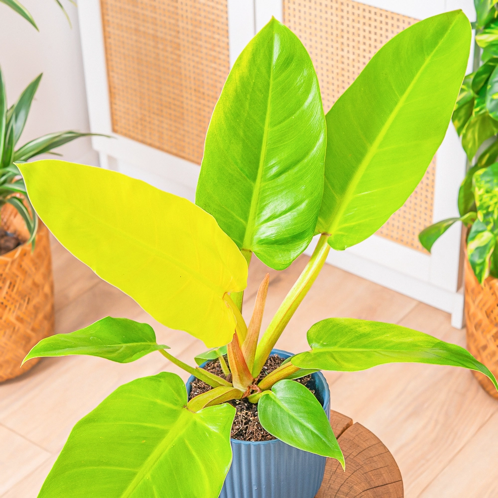 Philodendron 'Moonlight' ~ 25cm