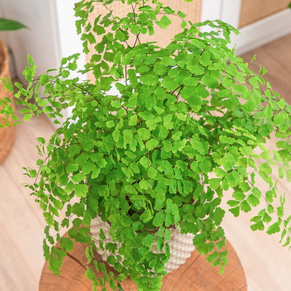 Adiantum raddianum 'Fragrans' ~ 30cm