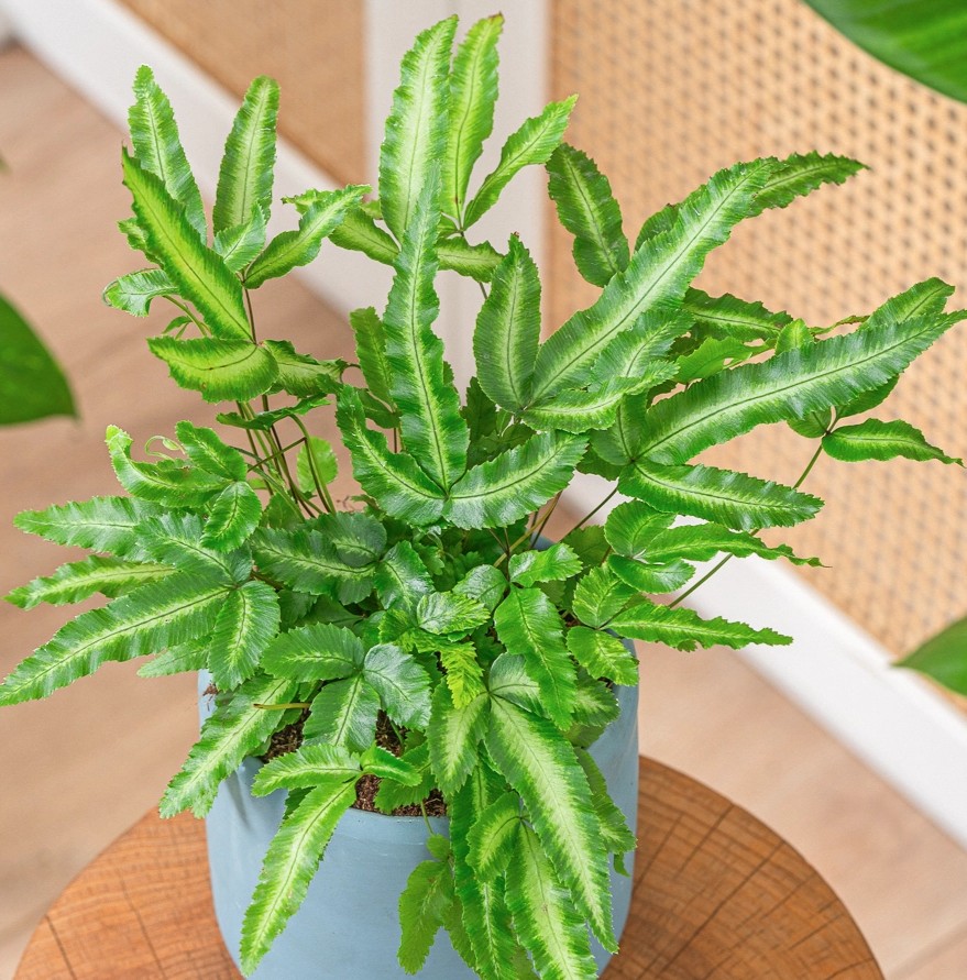 Pteris cretica 'Albolineata' ~ 30cm