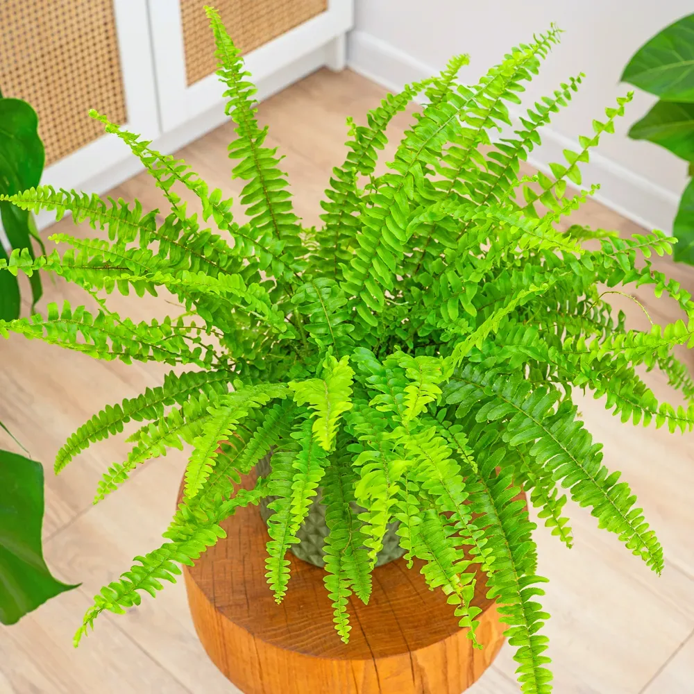 Nephrolepis  'Green Lady' ~ 25cm