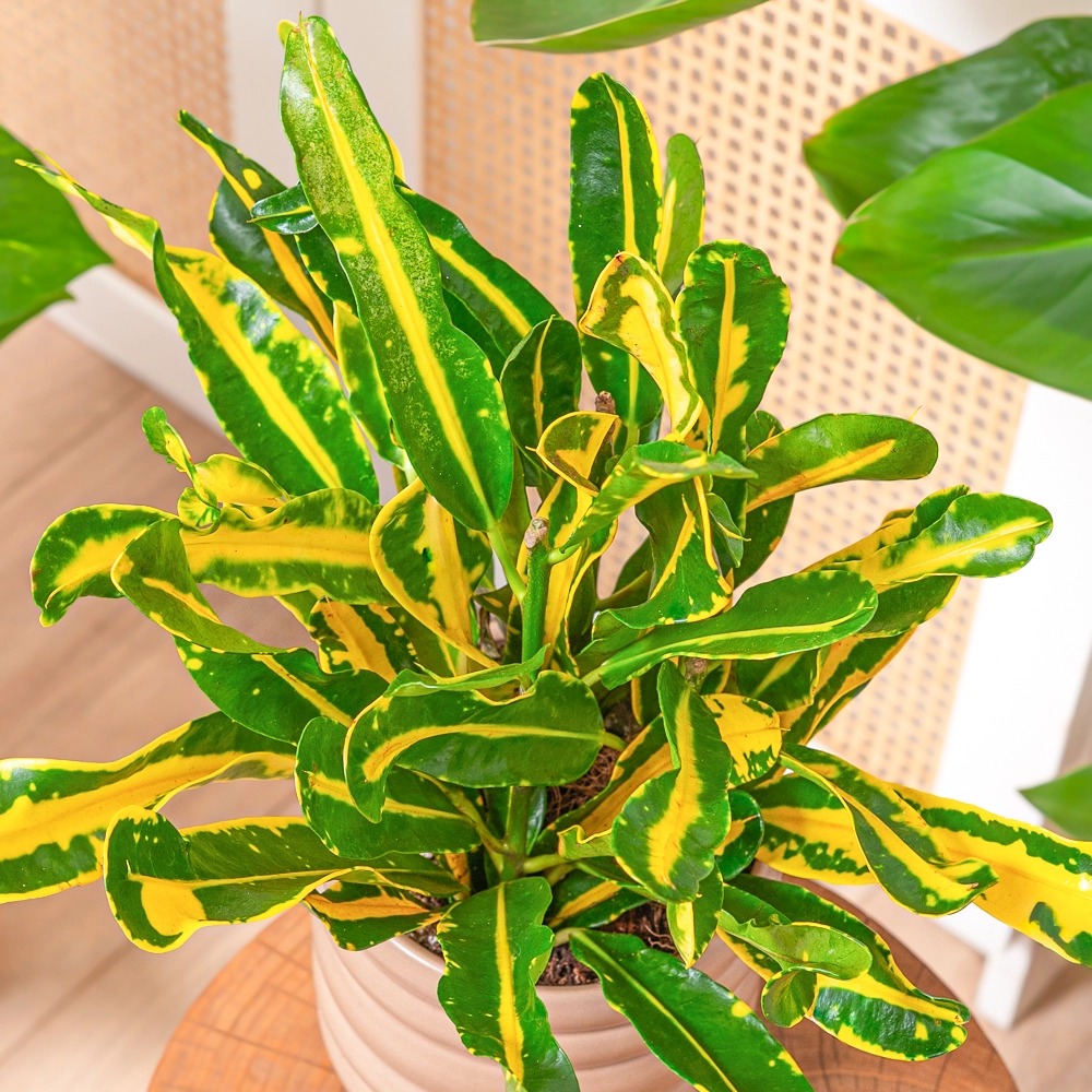 Codiaeum 'Mammi Yellow' ~ 30cm
