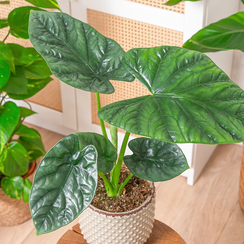 Alocasia 'Lukiwan' ~ 20cm