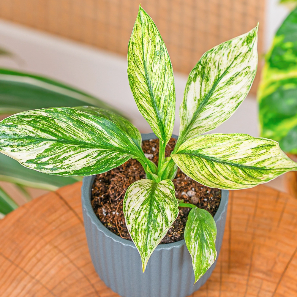 Spathiphyllum 'Sensation' variegata ~ 6cm