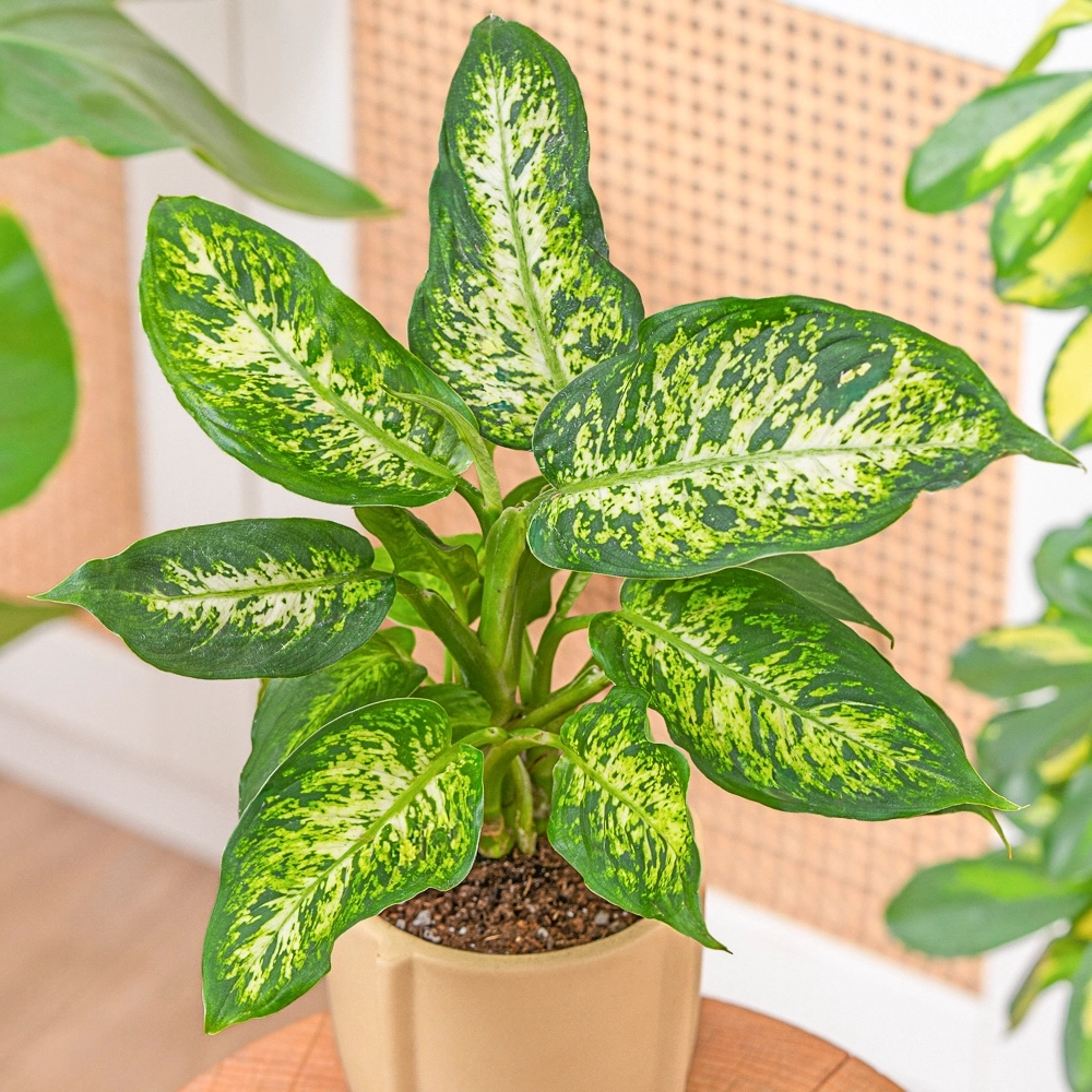 Dieffenbachia 'Compacta' ~ 16cm