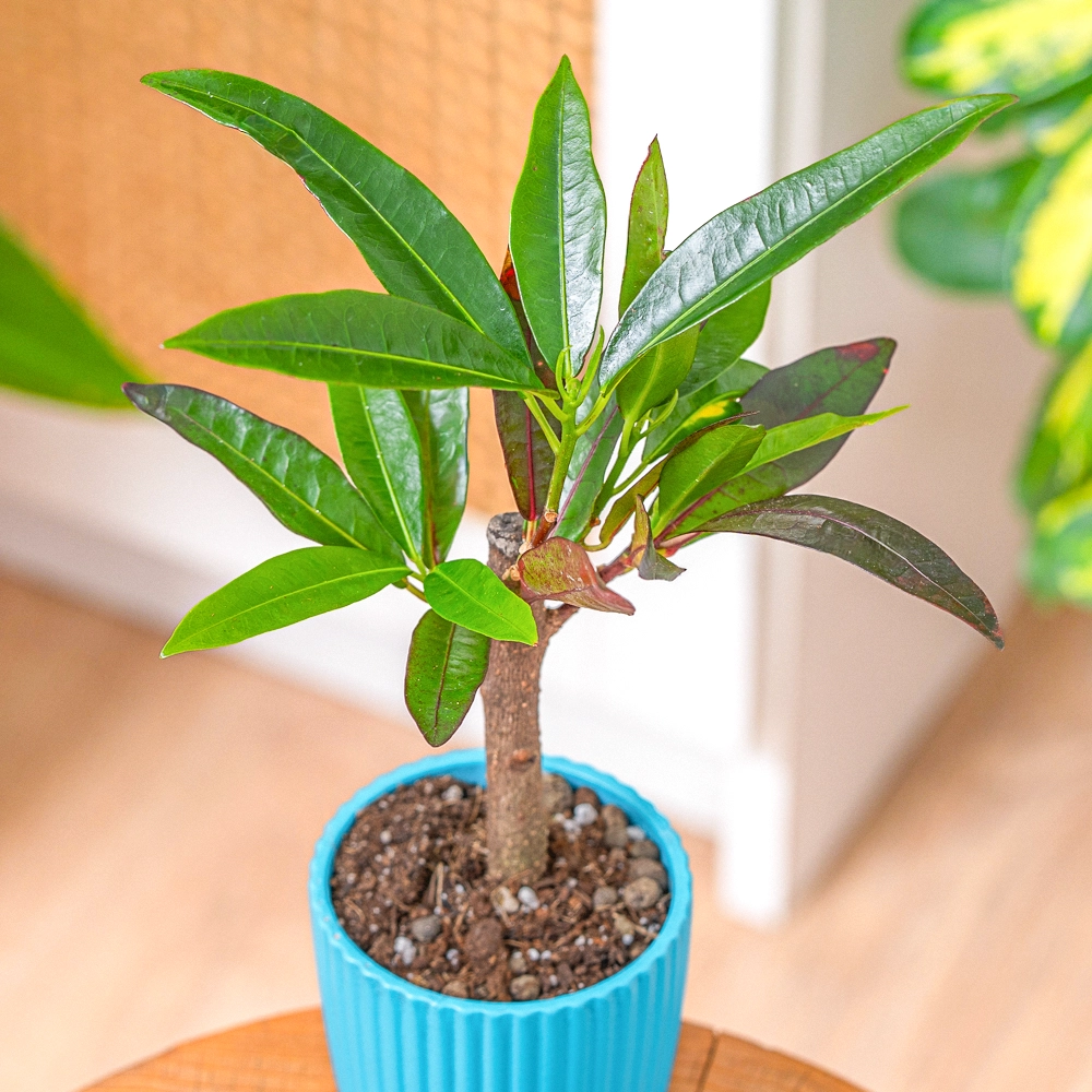 Codiaeum variegata 'Excurrens'  ~ 20cm