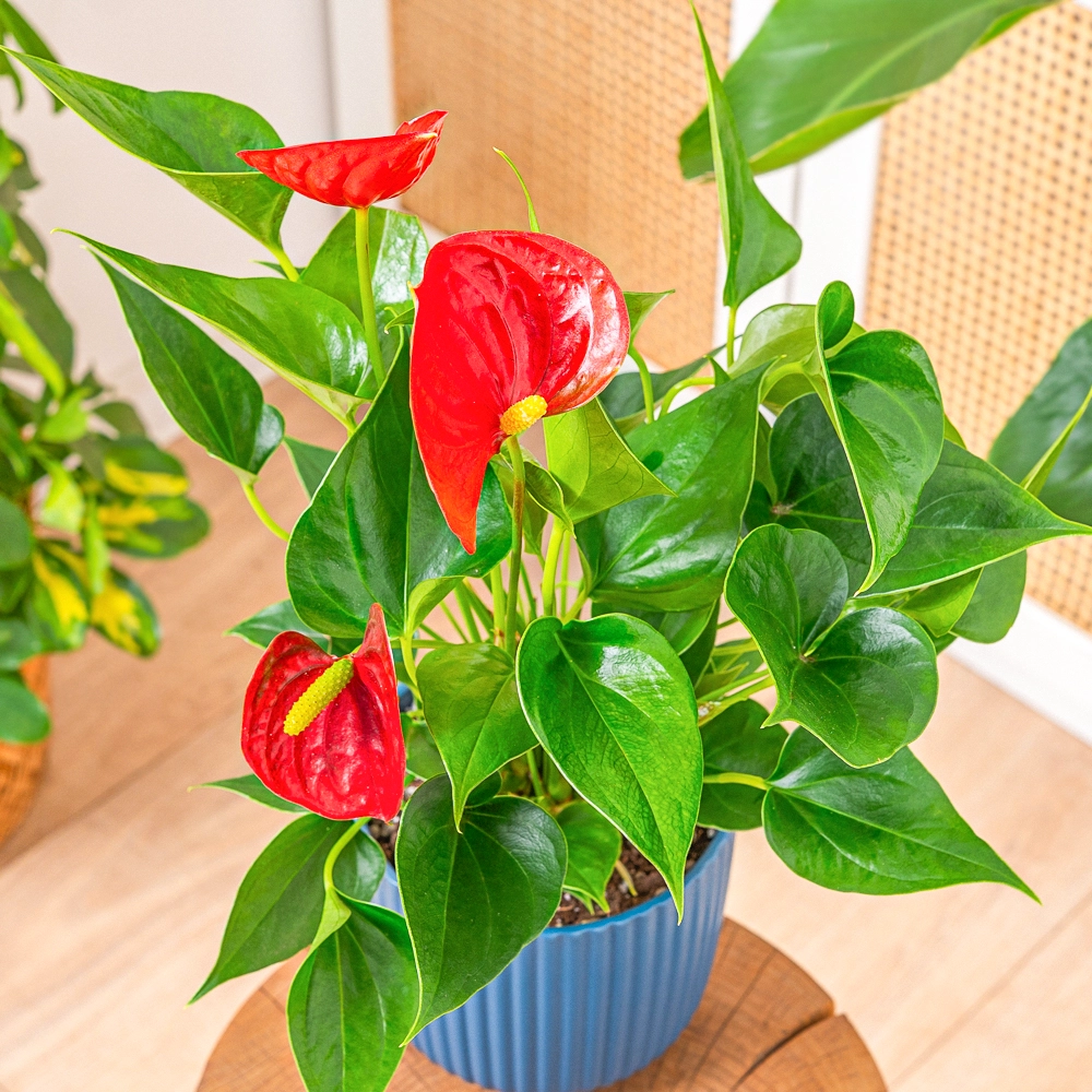 anthurium - flamingo flower Anthurium - Pink or Red Flamingo