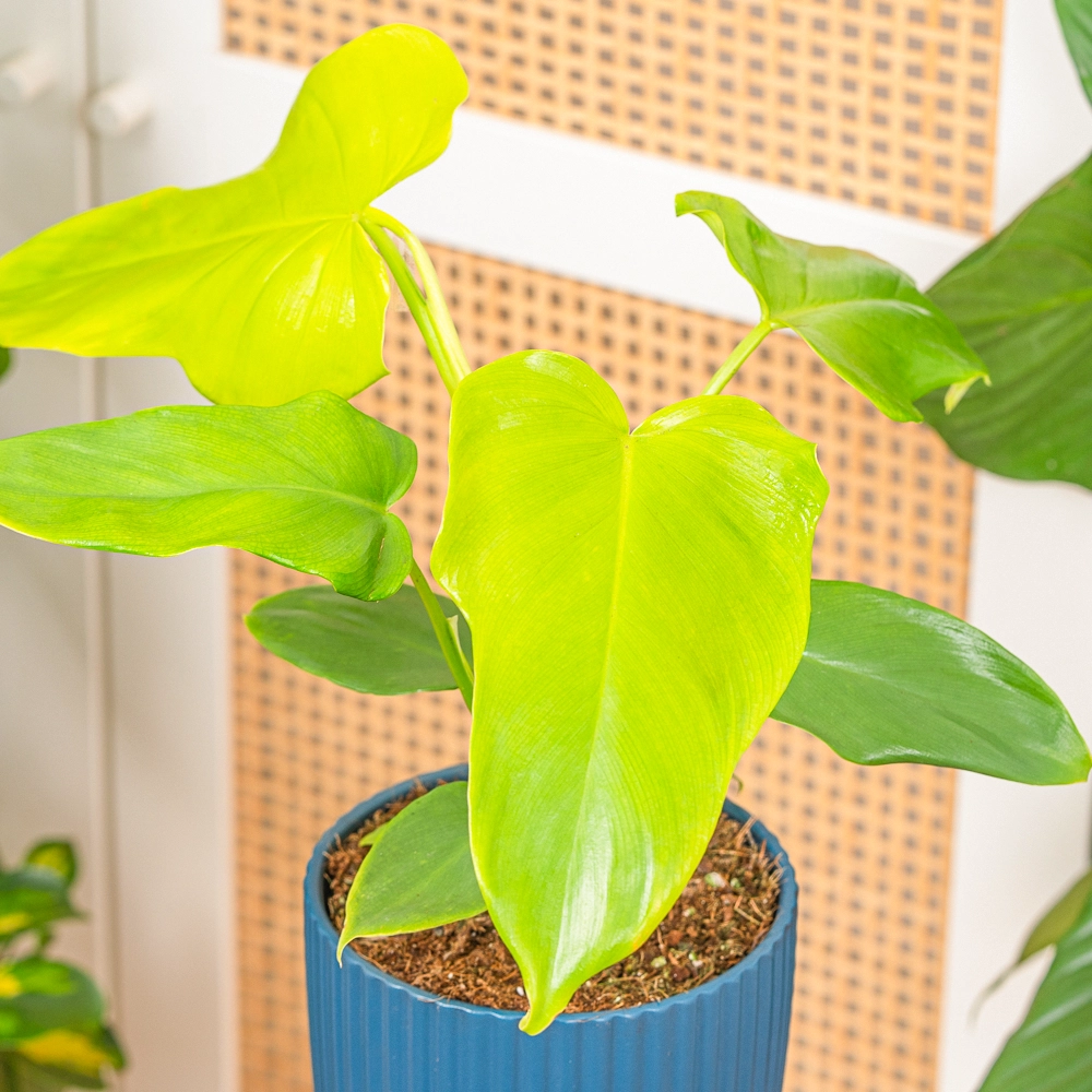 Philodendron 'Golden Violin' ~ 30cm