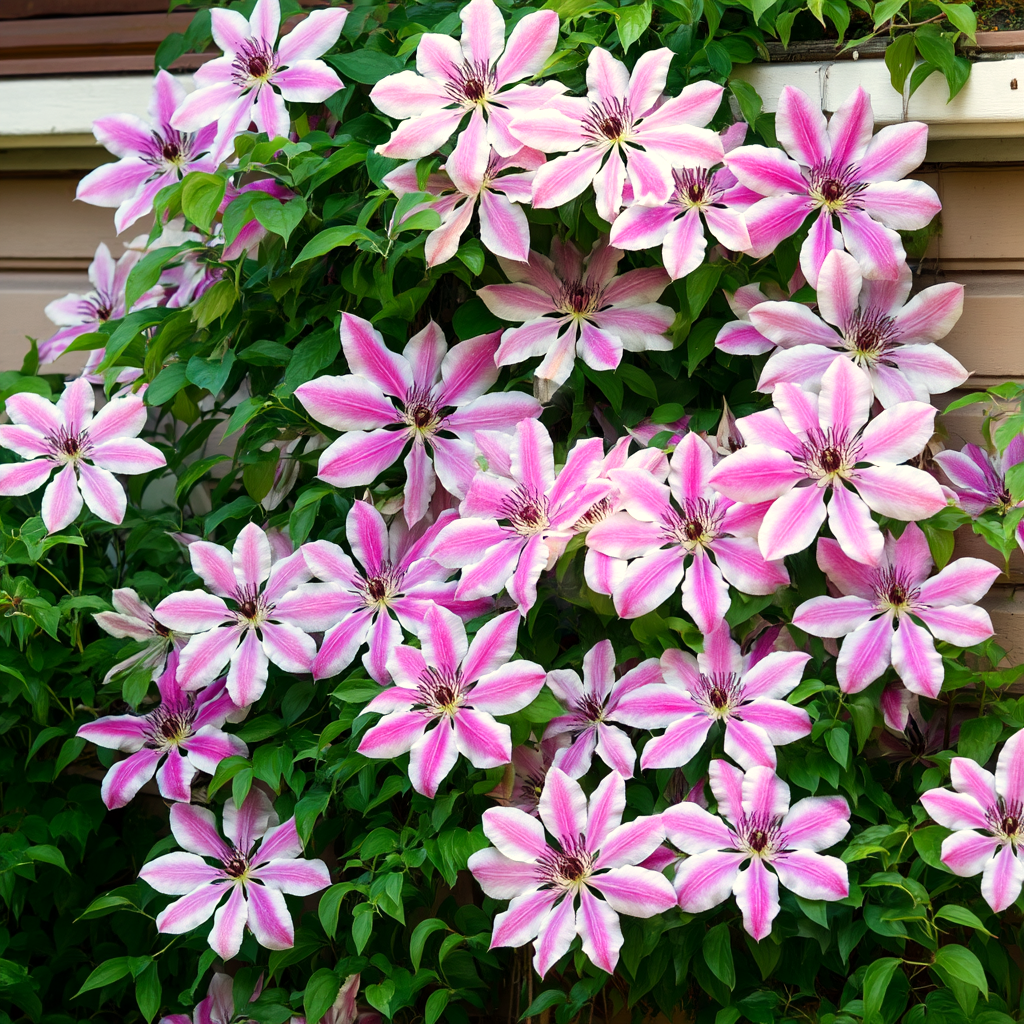 Clematis różowy 'Nelly moser' ~ 30cm
