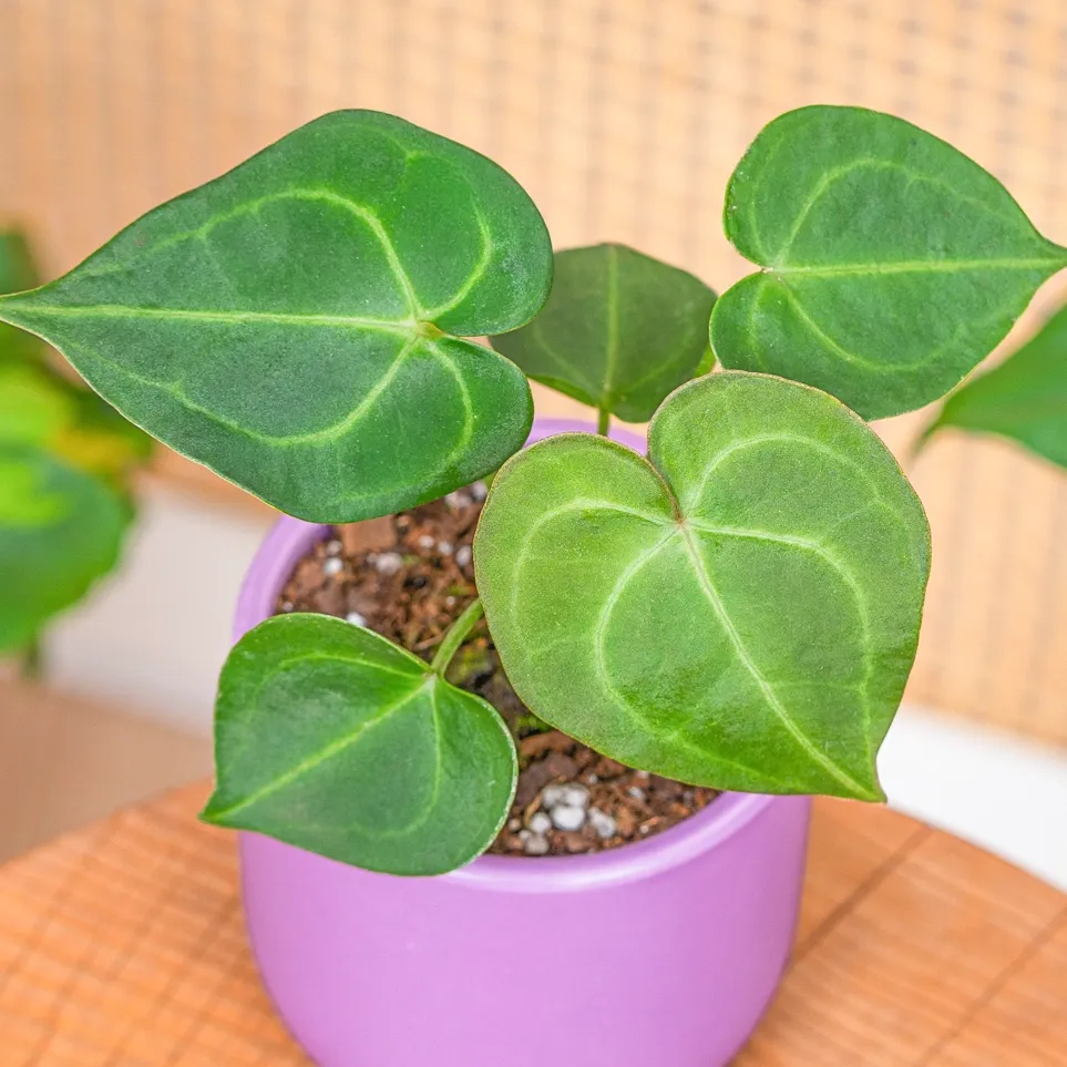 Anthurium clarinervium ~ 10cm