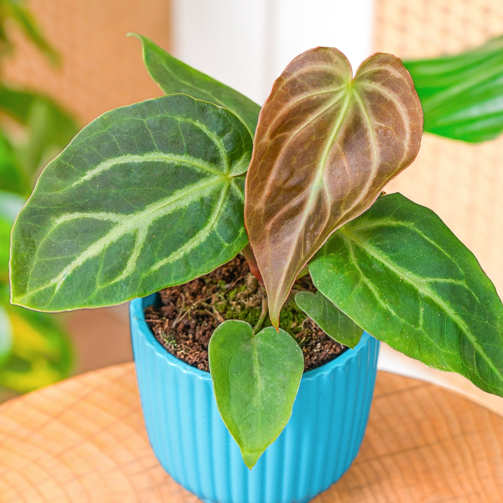 Anthurium magnificum ~ 10cm