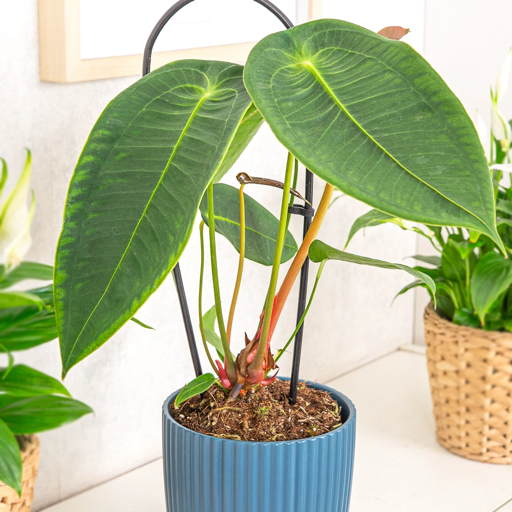 Anthurium peltigerum ~ 40cm