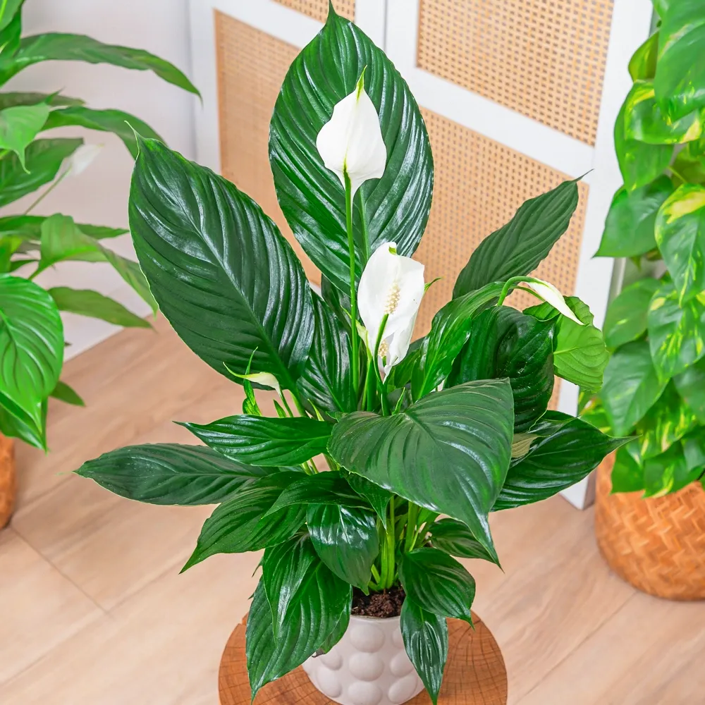 Spathiphyllum 'Pico Cupido' ~ 50cm