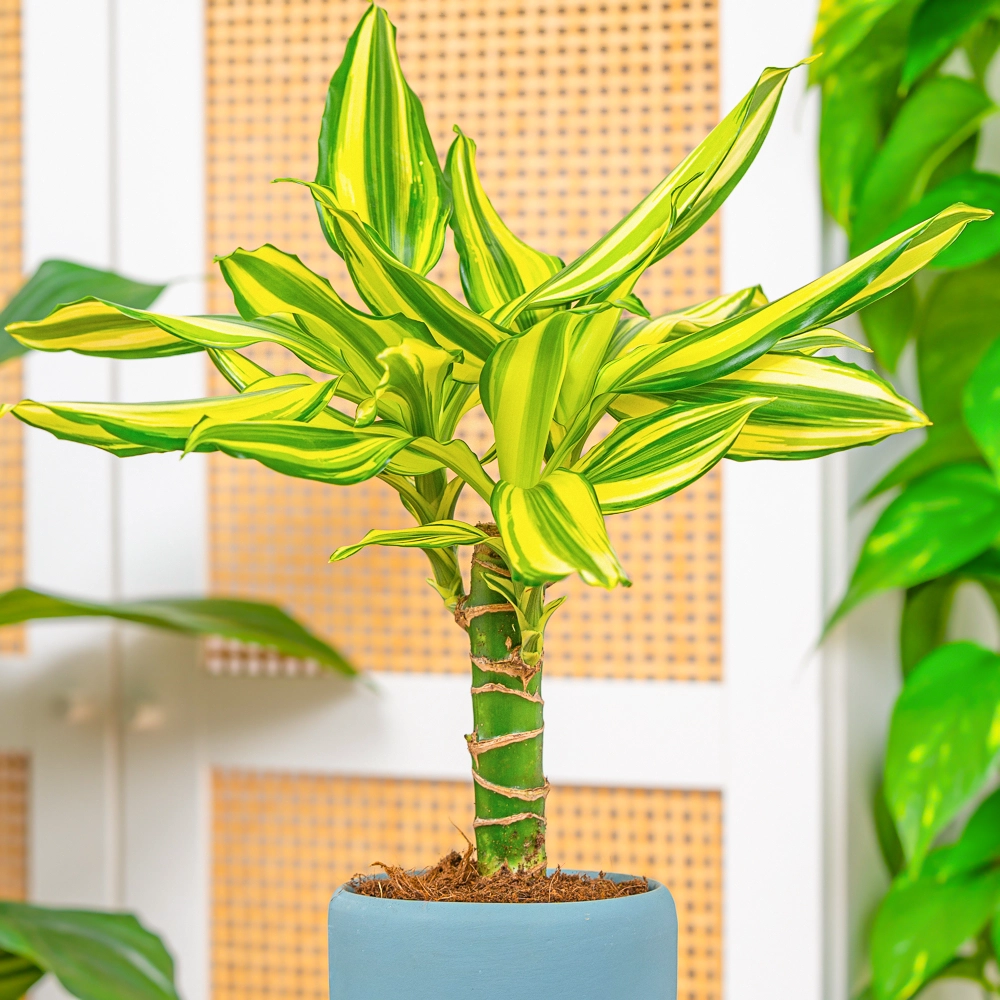Dracaena fragrans 'Yellow Coast' ~ 40cm