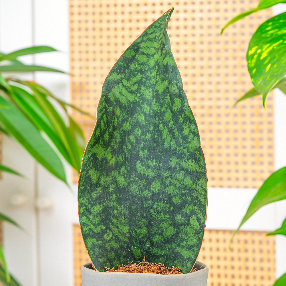 Sansevieria masoniana 'Whale Fin' ~ 35cm
