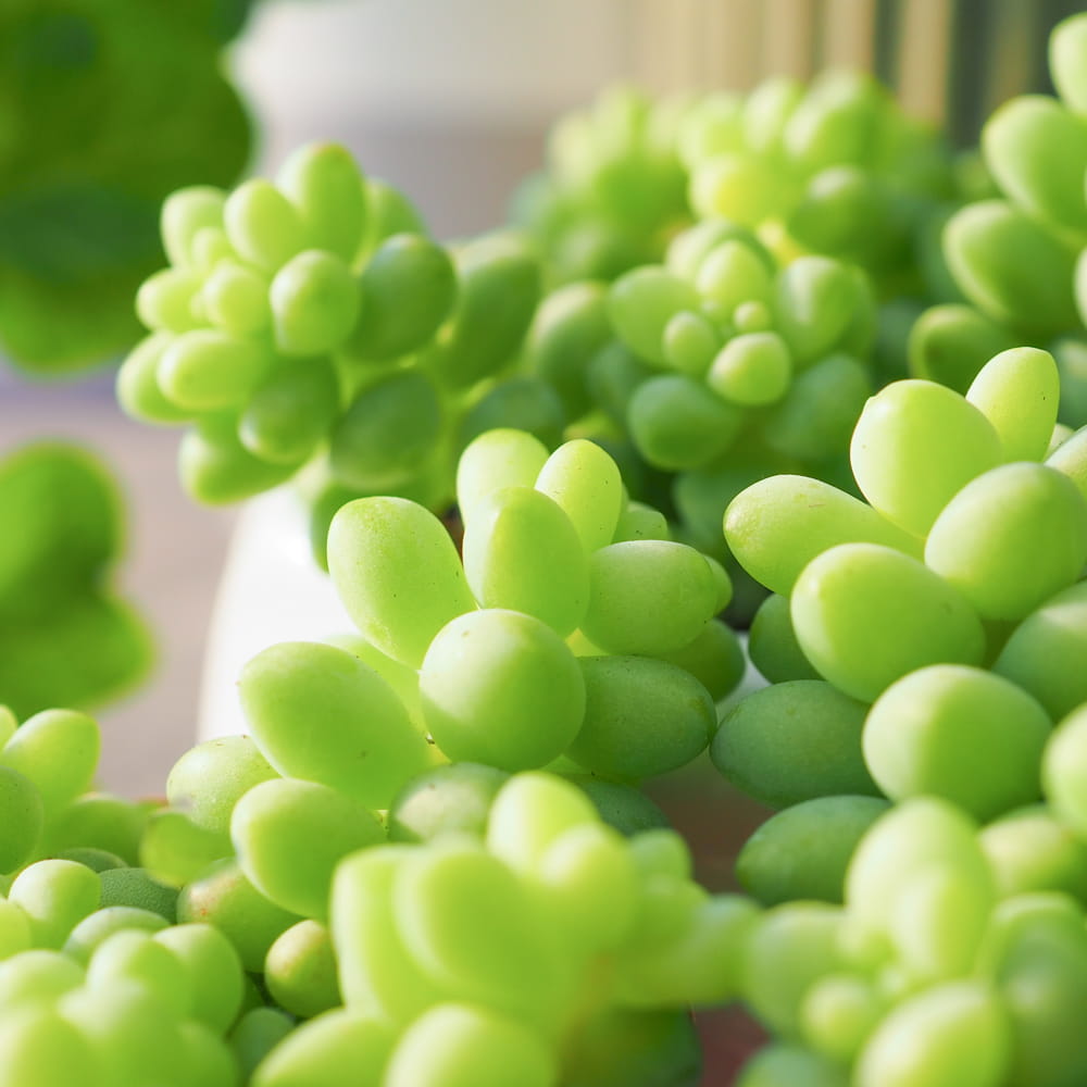 Sedum buritto ~  6cm