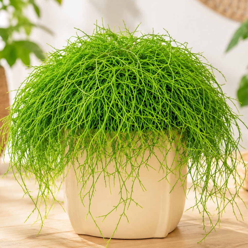 Rhipsalis cassutha ~ 20cm