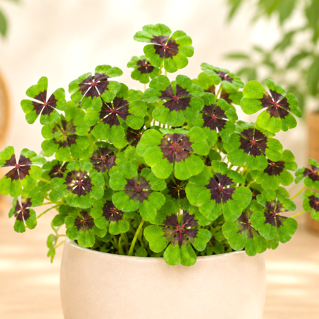 Oxalis deppei ~ 15cm