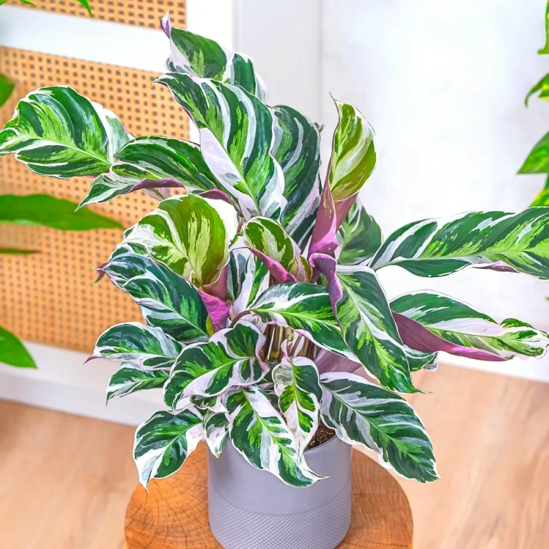 Calathea 'White Fusion' ~ 40cm