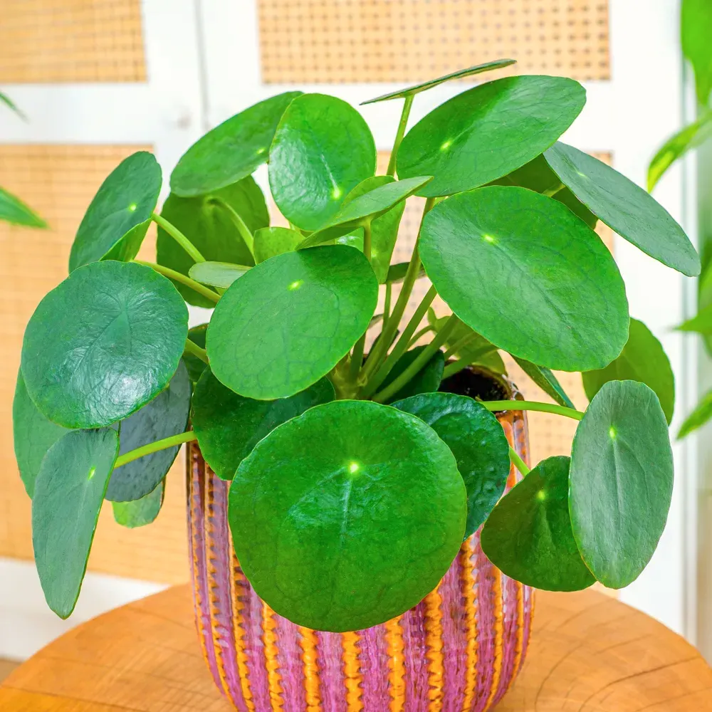 Pilea peperomioides ~ 20cm