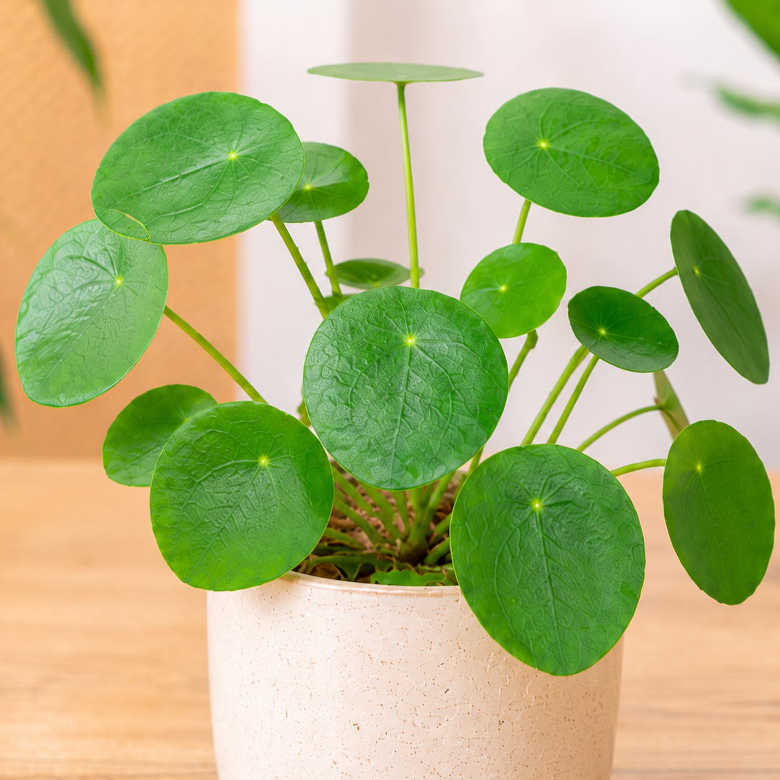 Pilea peperomioides ~ 10cm
