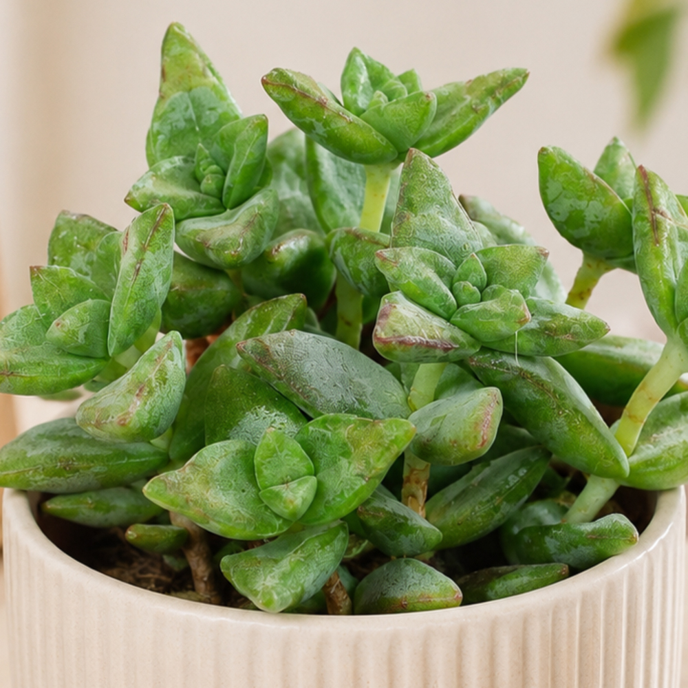 Crassula perfoliata ~ 10cm