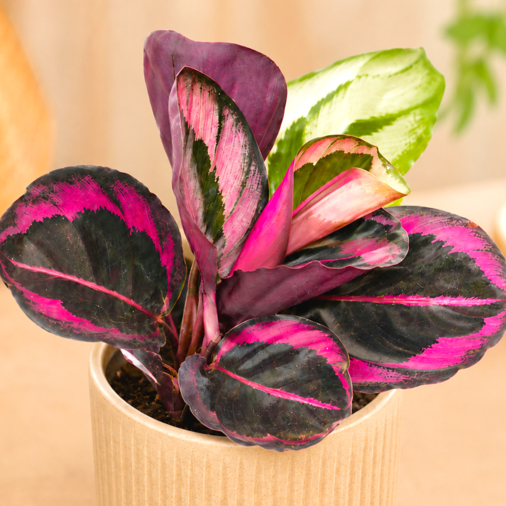 Calathea 'Princess Jessie' ~ 15cm