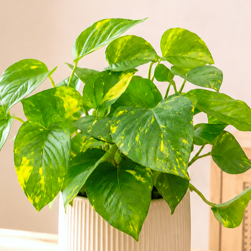 Epipremnum pinnatum 'Aureum' ~ 25cm