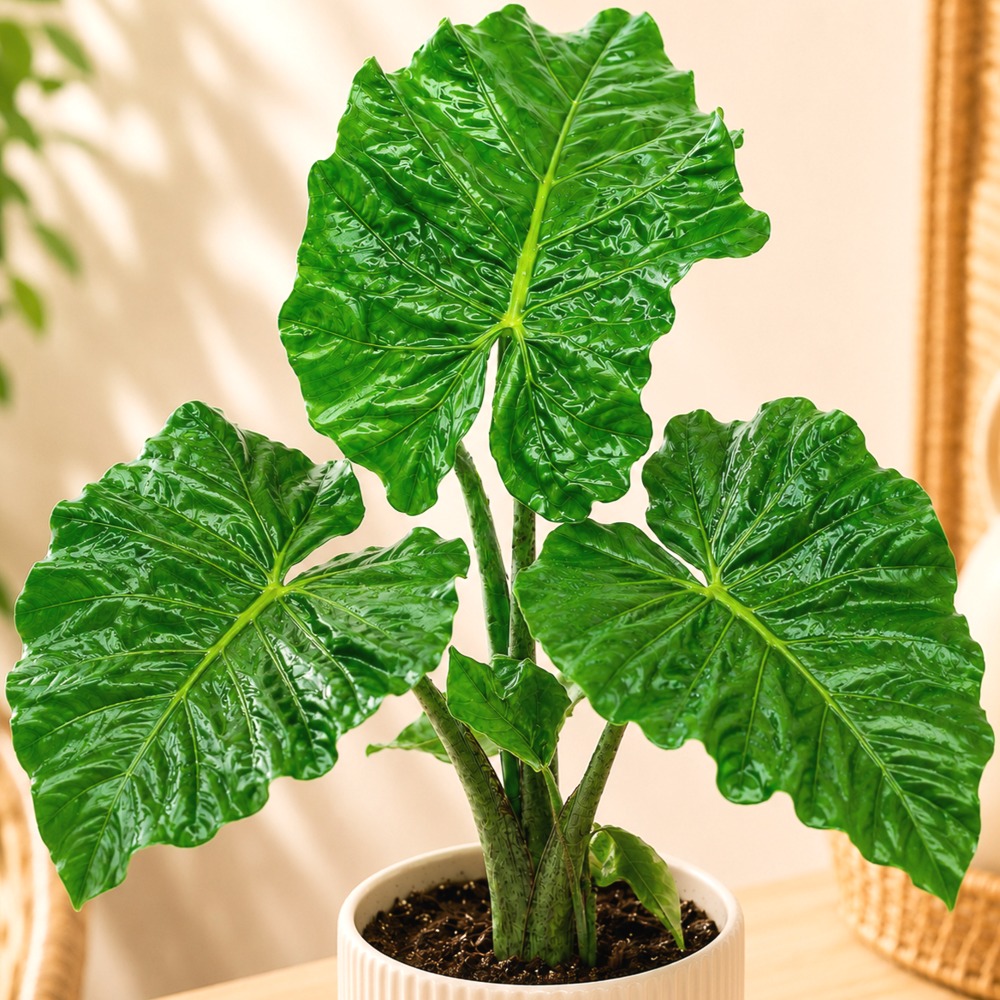 Alocasia 'Low Rider' ~ 35cm