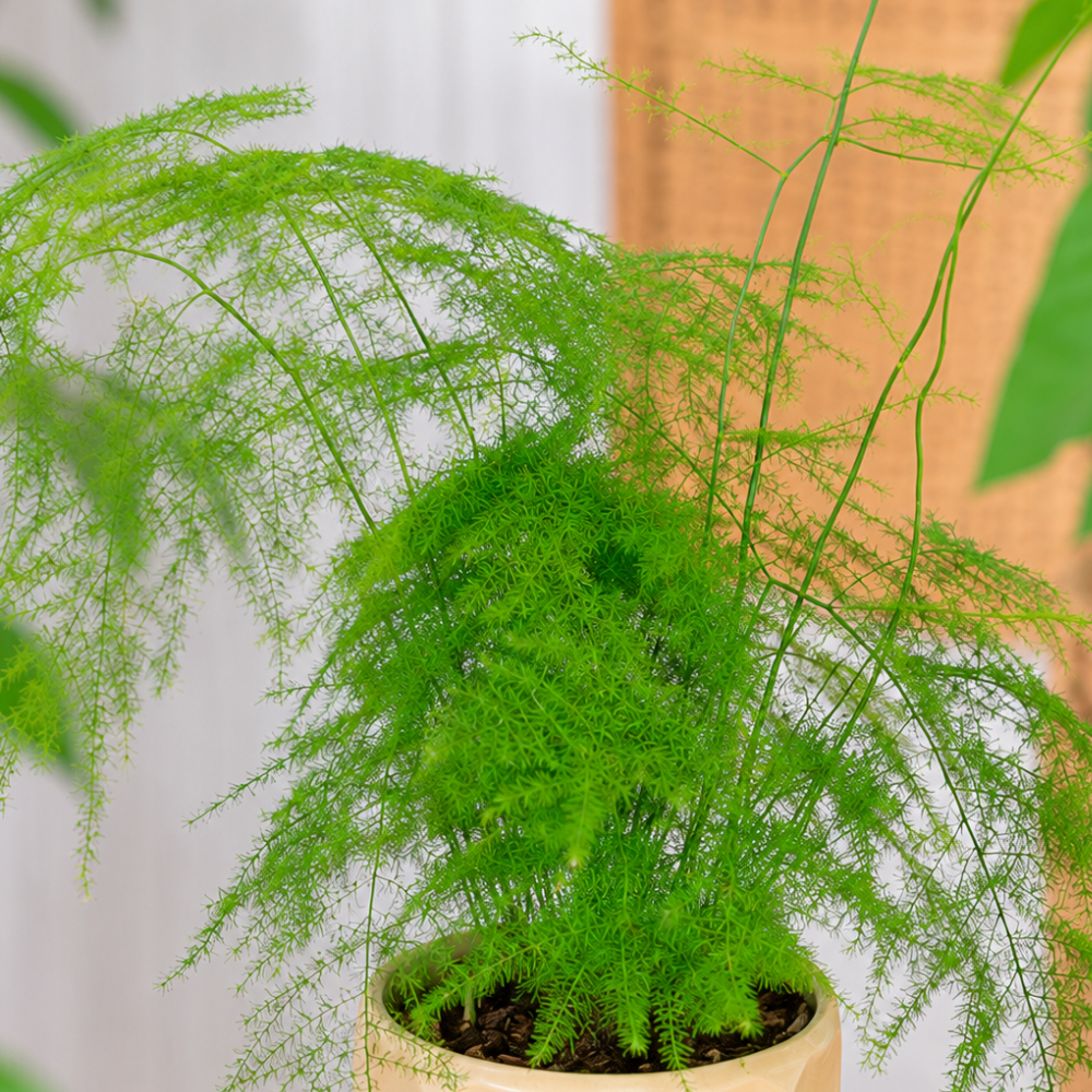 Asparagus setaceus ~ 30cm