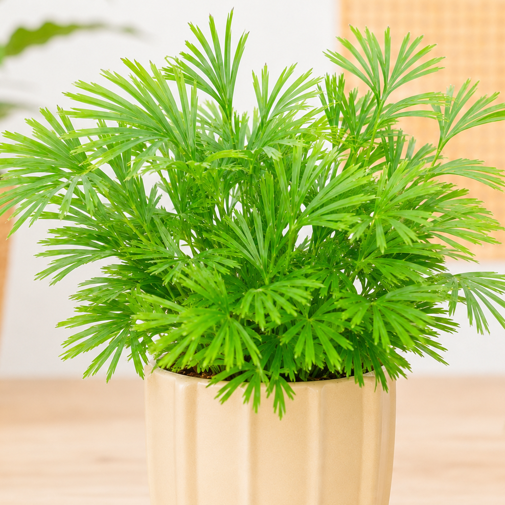 Actiniopteris australis 'Eyelash Fern' ~ 10cm