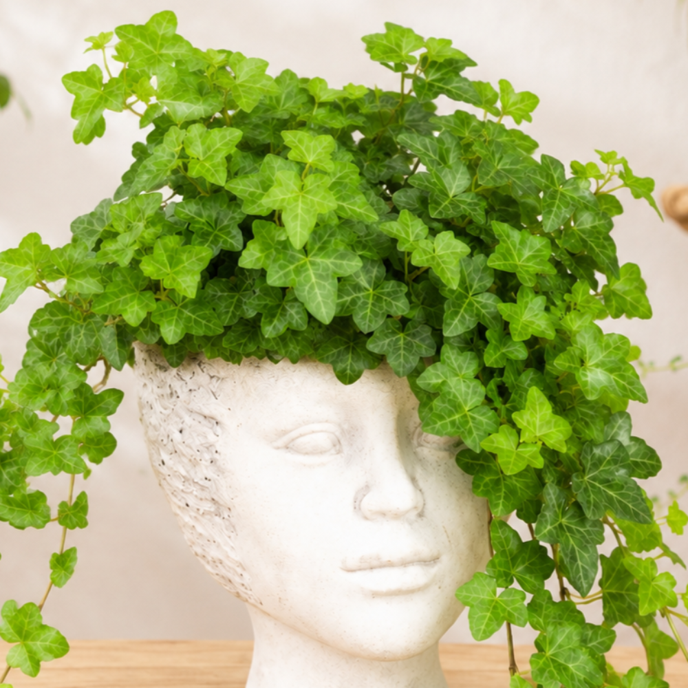 Hedera helix 'Wonder' ~ 15cm