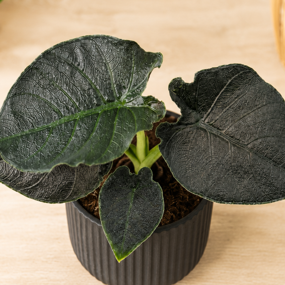 Alocasia 'Antoro Velvet' ~ 12cm