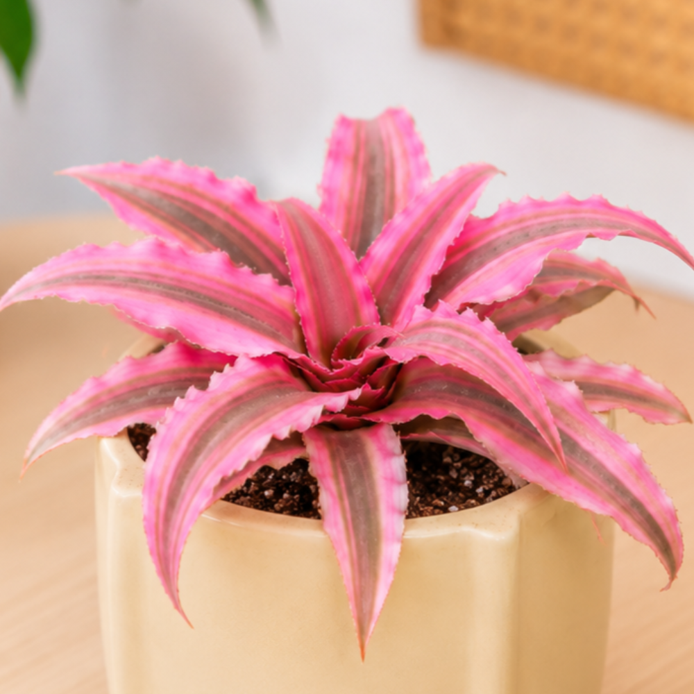 Cryptanthus 'Rubin Star' ~ 10cm
