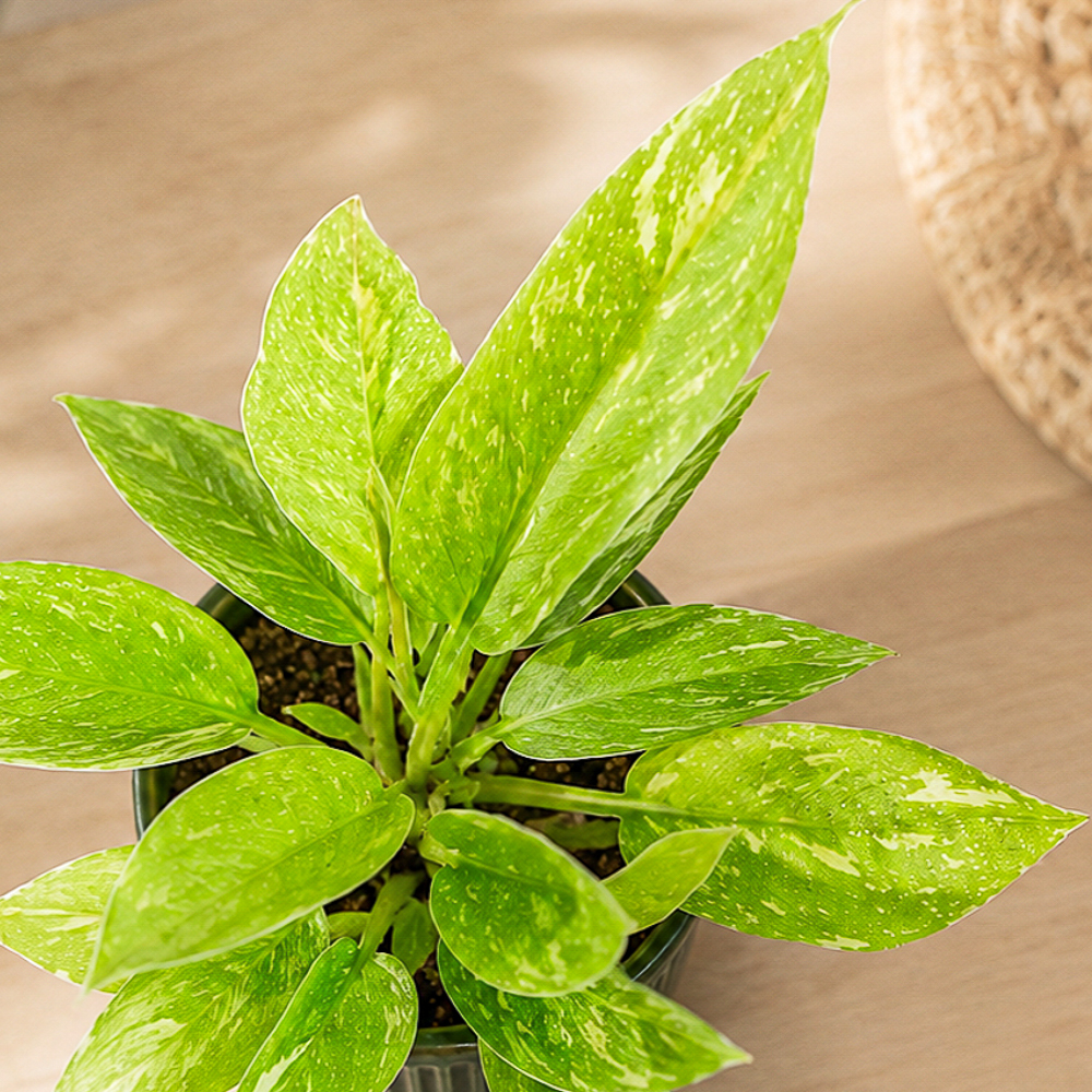 Philodendron 'Ring of Fire' ~ 10cm