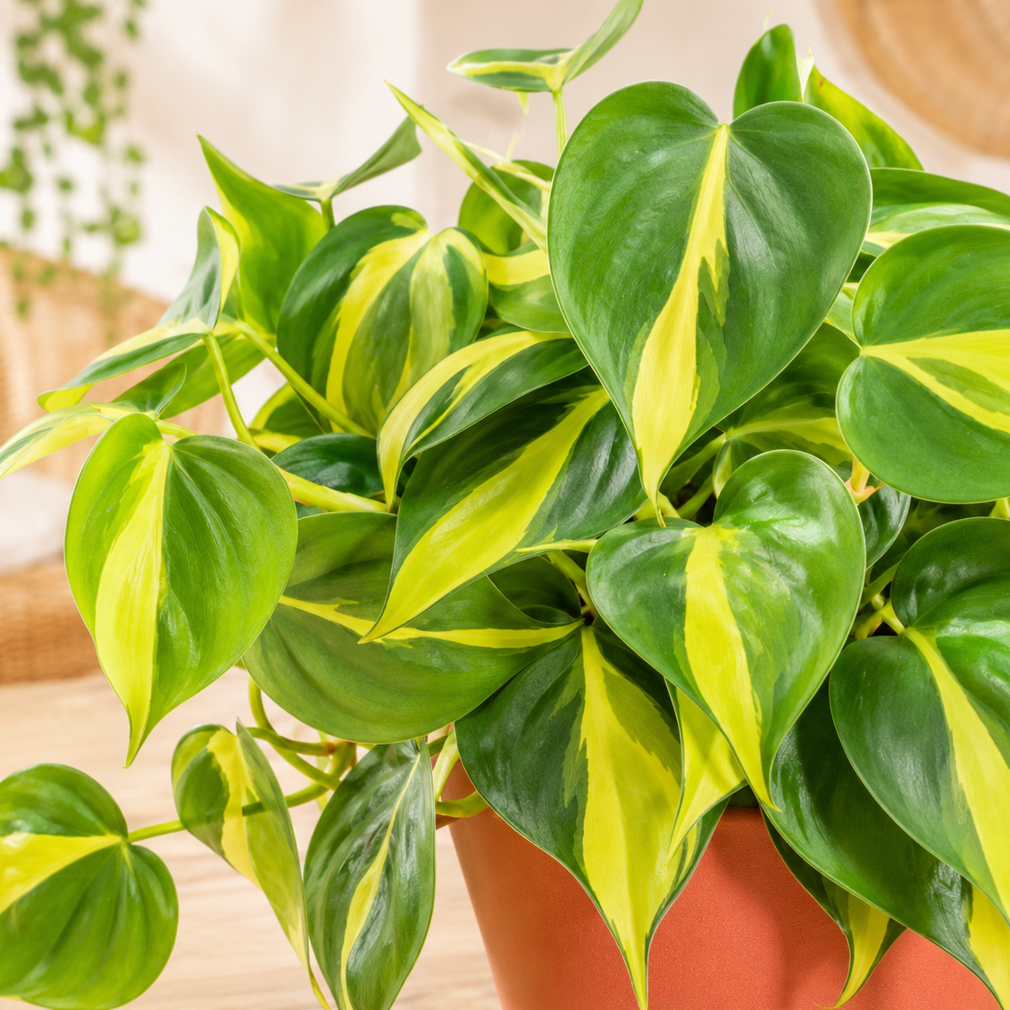 Philodendron scandens 'Brasil' ~ 10cm